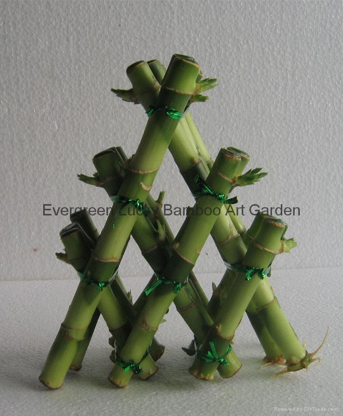 Straight_lucky_bamboo_Dracaena_Sanderiana.jpg