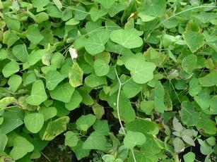 粉防己 (中国 生产商) - 种子、种苗 - 农产品及物资 产品 「自助贸易」