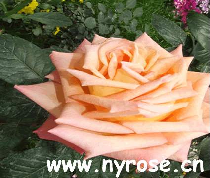 fragran,fragrans tea fragrant strong colored chinese rose