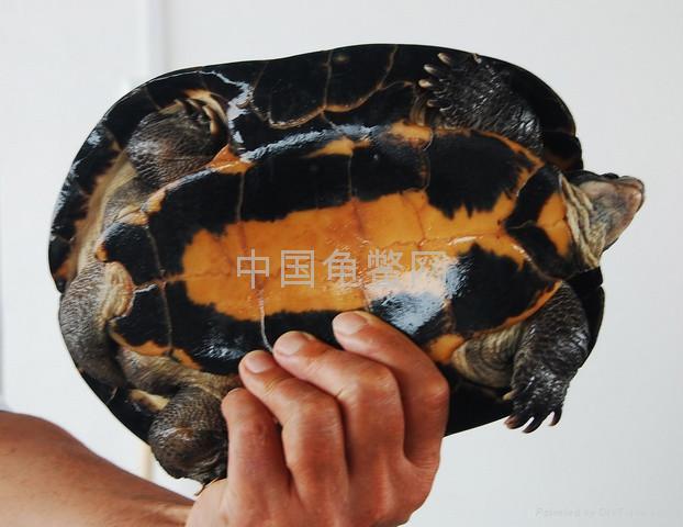 越南石龟