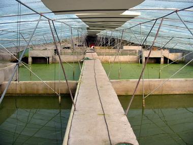 《走进现代家庭养龟》 - 龟鳖电影 - 产品目录 -