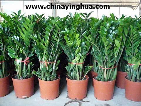 Bonsai Trees on Zamioculcas Zamiifolia Money Tree Indoor Plants Bonsai  China Trading