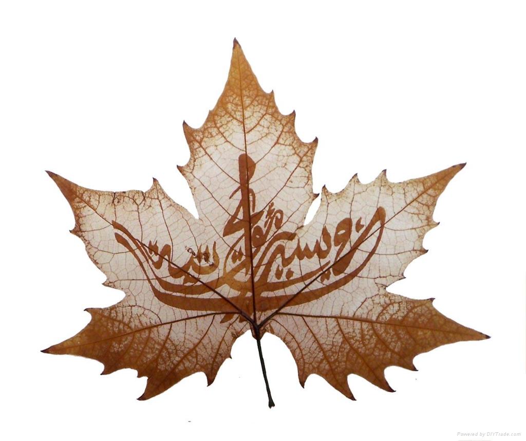 Chinar Leaf