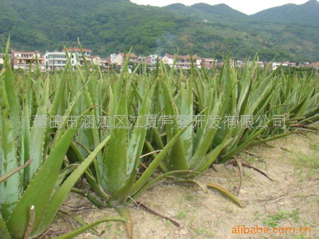 库拉索芦荟种苗 (中国 福建省 生产商) - 果肉、