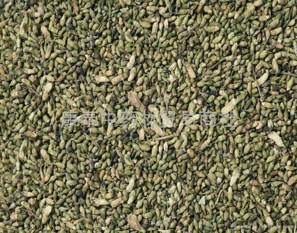 槐米- 金蟾(中国山东省贸易商) - 其他农产品及物