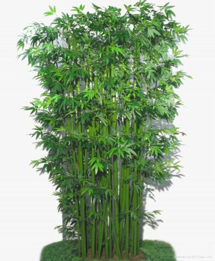 Bamboo Tree Plant