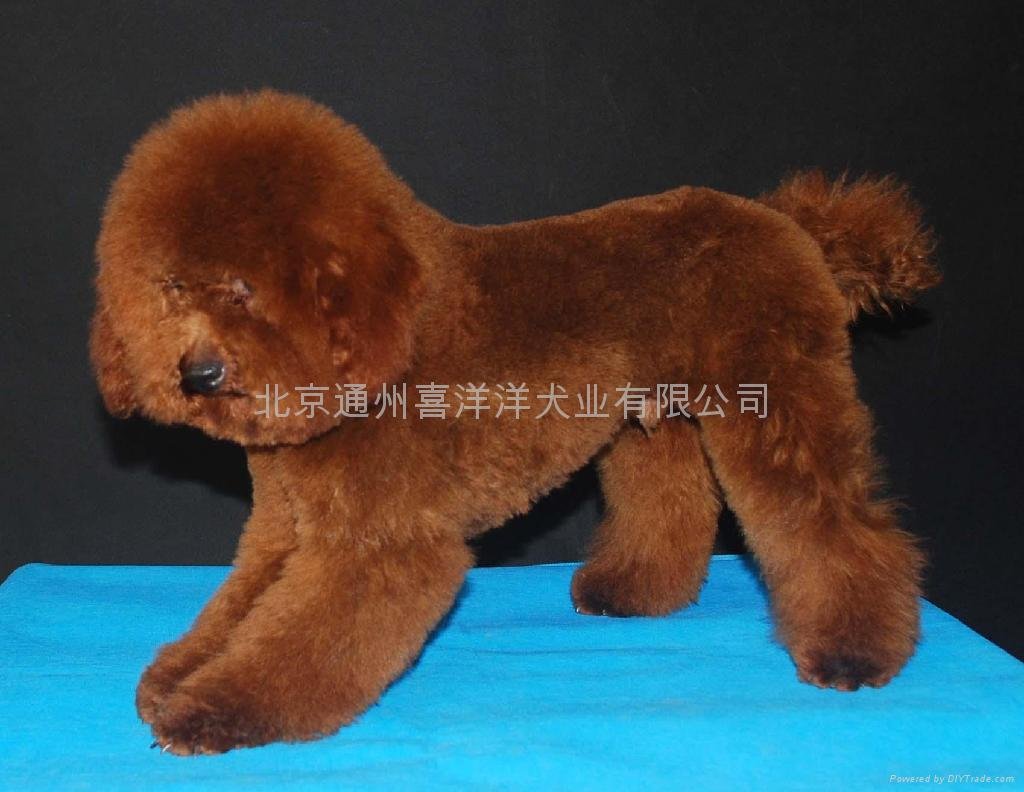 安妮泰迪熊贵宾犬 - AA (中国 北京市 生产商) -