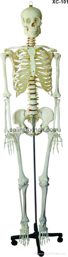 human skeleton model. human skeleton model, skeleton