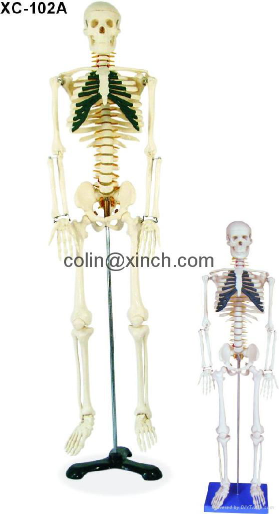 human skeleton drawing. human skeleton drawing. Skeleton diagram labeled; Skeleton diagram labeled