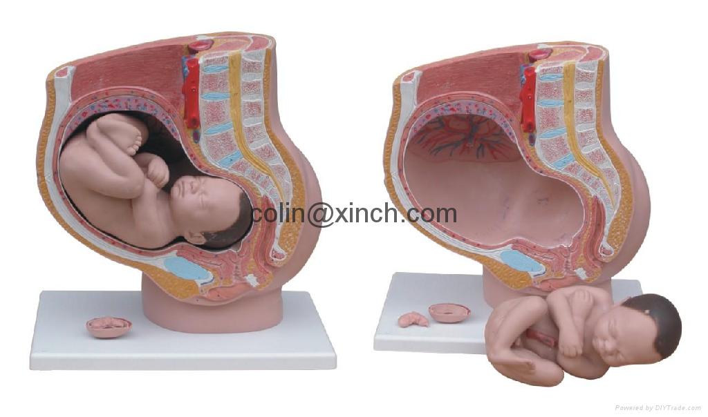 human digestive system diagram and functions. human digestive system diagram