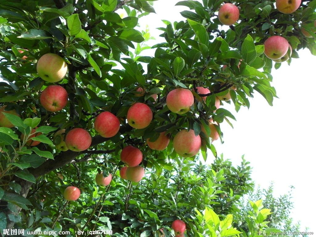 苹果树苗 (中国 河南省 生产商) - 花卉种子、种
