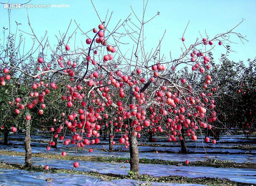 苹果树苗