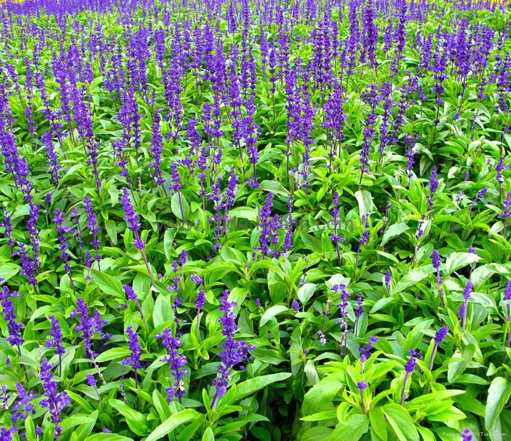 Dried_lavender_flower.jpg
