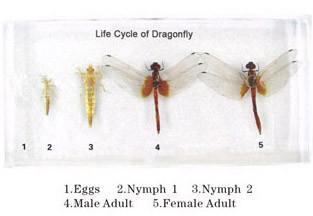 Dragonflies+life+cycle