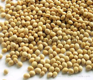 SOYA BEAN #2 (Non-GMO & GMO) 1