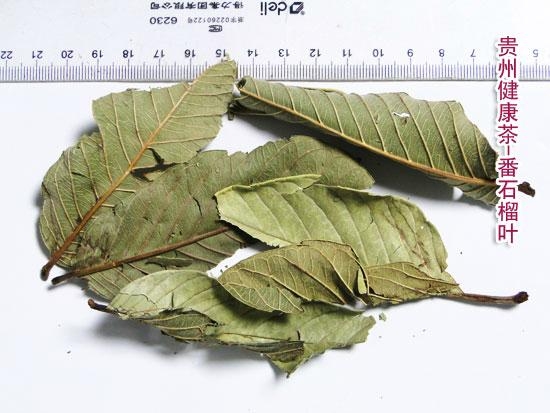 番石榴叶 芭乐叶 鸡矢茶 Guava Leaf - 活力树 (
