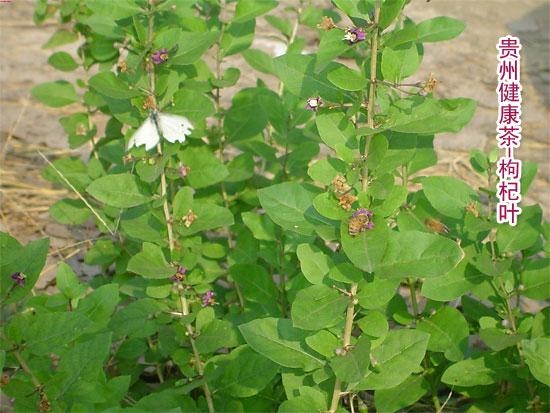 枸杞叶枸杞苗地仙苗Medlar Leaf 防辐射