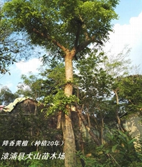 降香黄檀苗