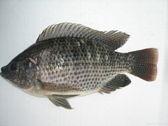 MAOMING YUANTIAN AQUATIC REFRIGERATION CO., LTD MAOMING YUANTIAN AQUATIC REFRIGERATION CO., LTD