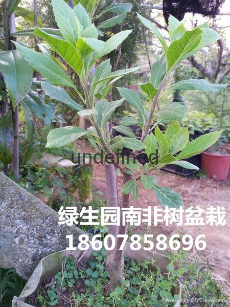 湖南绿生园南非树