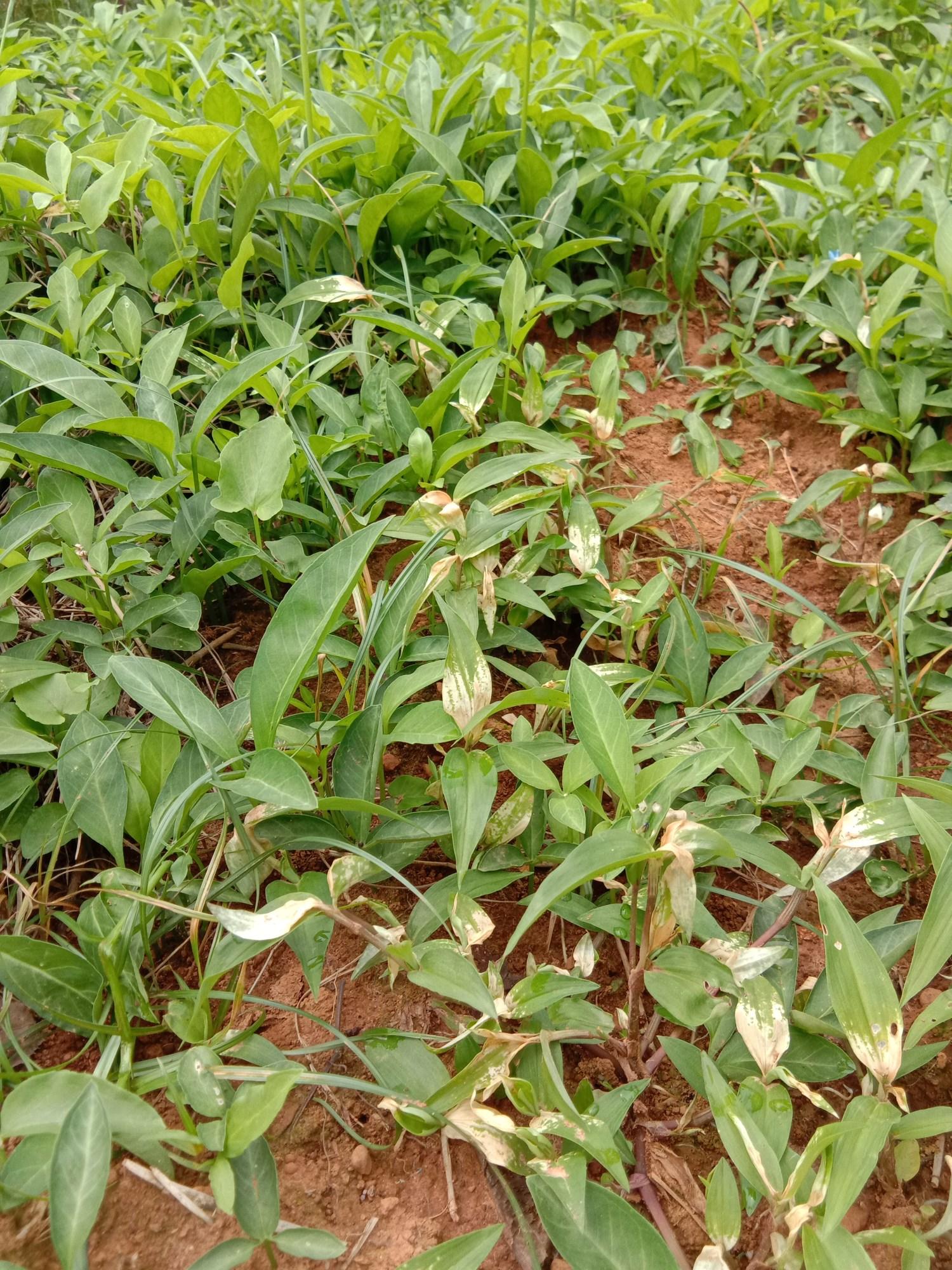 半夏苗后除草剂