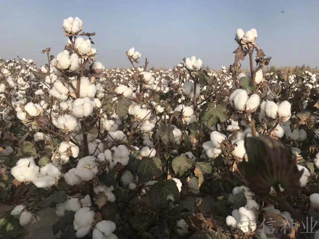 新疆优质高产棉花种子新陆中66