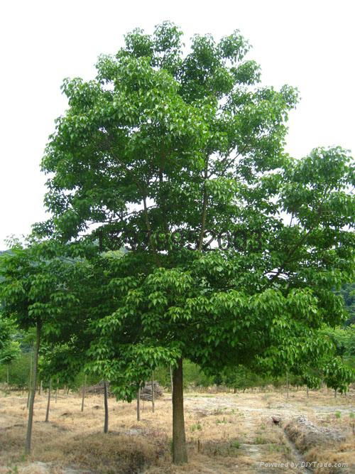 胸径50厘米,有时达1米;树皮褐色,厚6毫米,纵裂;木材表面槽棱不显;树冠