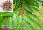 Cinnamon Bark extract