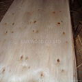 Eucalyptus Core Veneer