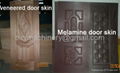 Door Skin,Melamine&Veneer door skin 1