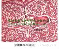 Histology and Embryology slice