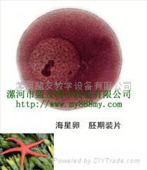 植物组胚切片 4