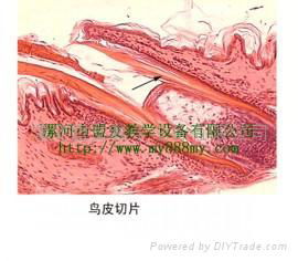 鳥皮切片 生物切片