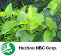 Mulberry Leaf Extract