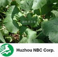 Butterbur Extract