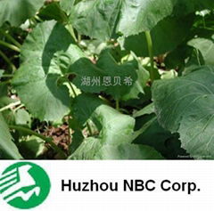 Butterbur Extract