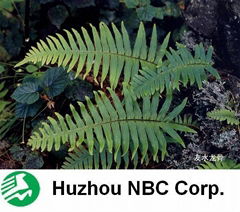 Polypodium Leucotomos Extract 