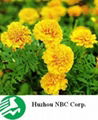 Calendula Officinalis L. Extracts(Lutein) 1