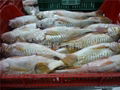 india yellow croaker