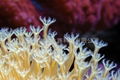 珊瑚礁型人工海盐（海水素） 3