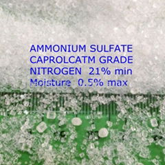 Ammonium Sulfate