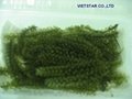 Dried Seaweed - CAULERPA LENTILIFERA