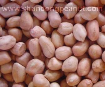 Peanut Kernels - Spanish type