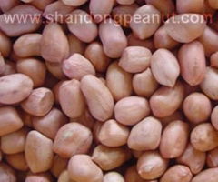 Peanut Kernels - Spanish type