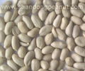 Blanched Peanut Kernels - Virginia type 1