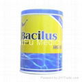 Bacillus