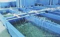 Fiberglass fish tanks 3