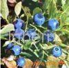 blueberry anthocyanin 1