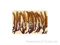 aweto extract/ cordyceps sinensis P.E. 1