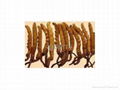 aweto extract/ cordyceps sinensis P.E. 2